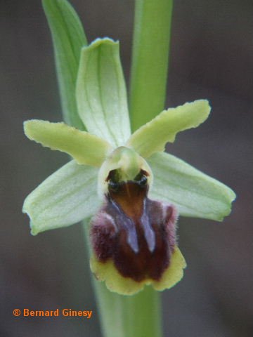 ophrys massiliensis